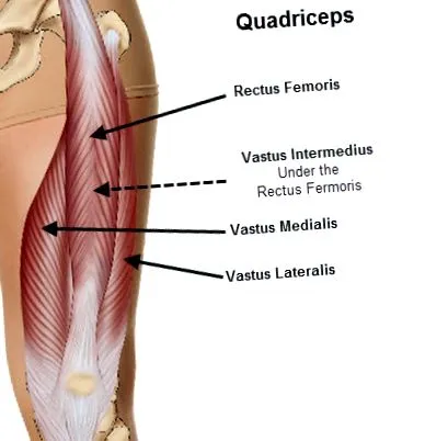 quadriceps kezdő