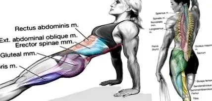 kezdő quadriceps