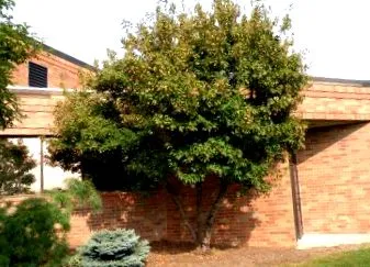 acer