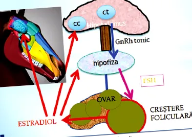 rendellenességek eredetű