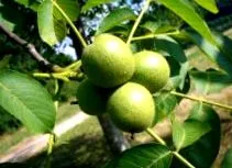предности