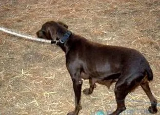 vaše