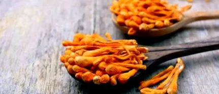 cordyceps