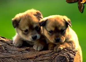 petvet
