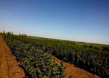 грозде снимка