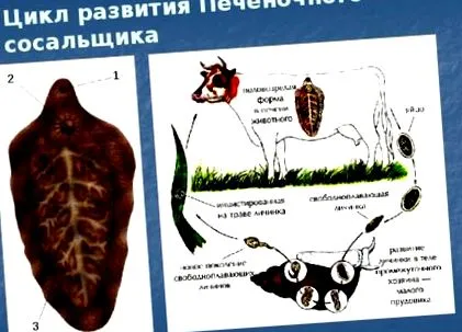 сърби сърби