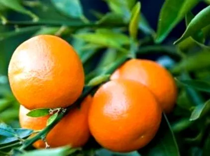 citrusbetegség amely
