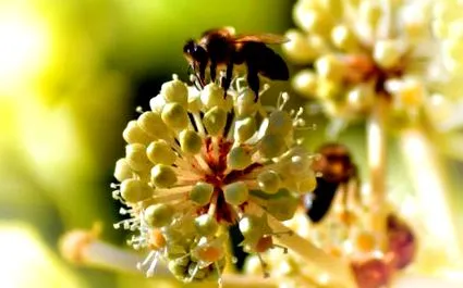 nectar