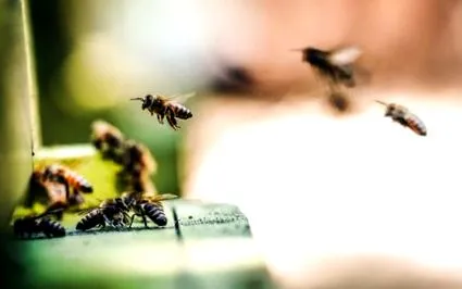 nectar