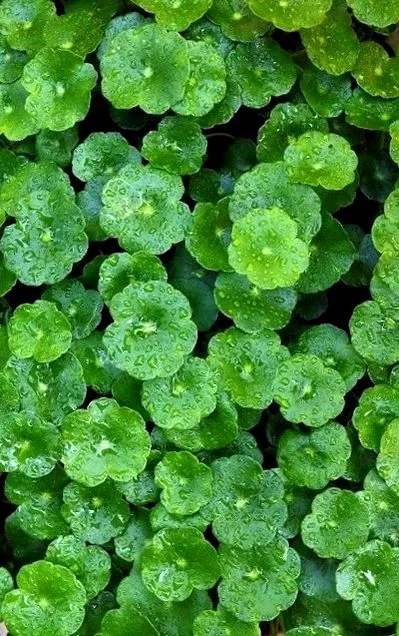 kola
