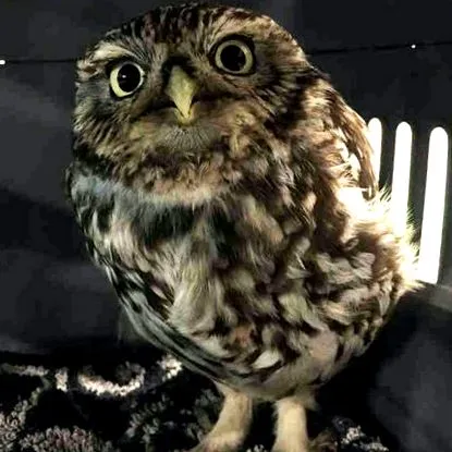 kövér
