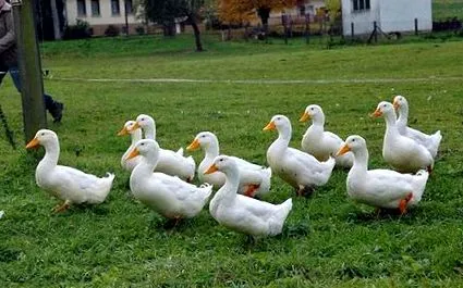 болестите