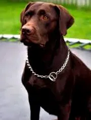 labradorského retrívera