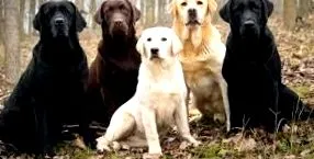 labradorského retrívera