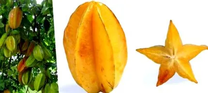 receptek