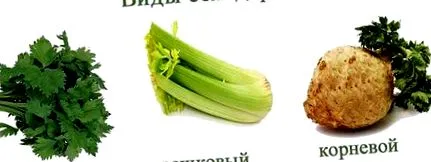 gondozásának