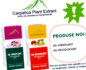 carpatica