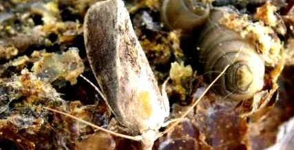 leghatékonyabb leghatékonyabb