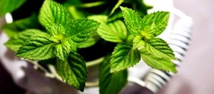 menta