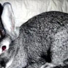 bunny