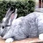 bunny