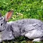 chinchilla