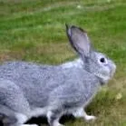 chinchilla