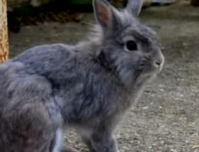chinchilla