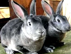 bunny