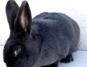 chinchilla
