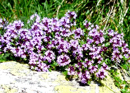 Blog Planteea