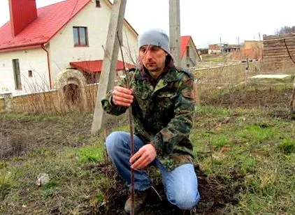 опис