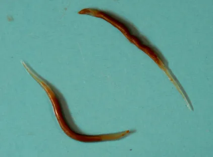 worm