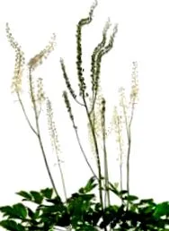 cohosh