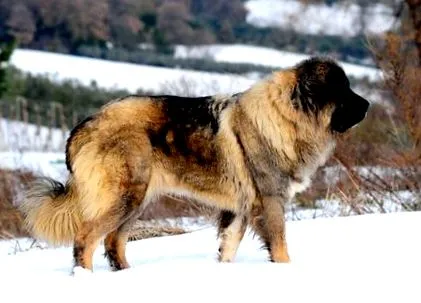 írja