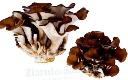maitake