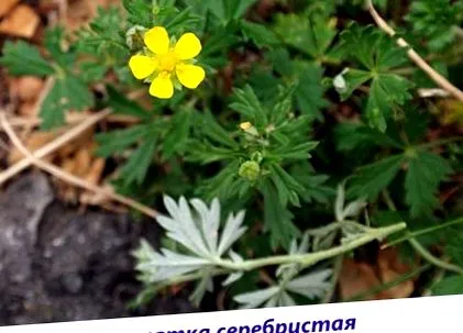 типів