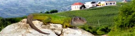 lacerta