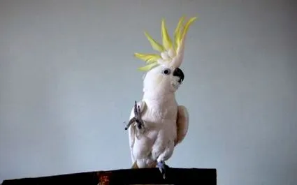 cacatoasă cacatoasă