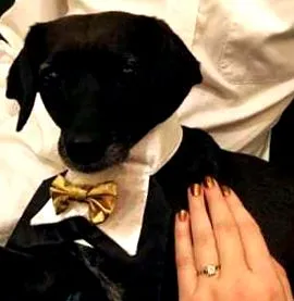 kutya ápolás