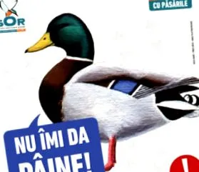 vízimadarakat