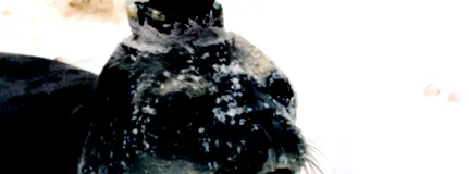 jelentek antarktisz