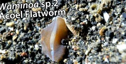 platyhelminthes