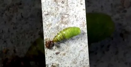 како