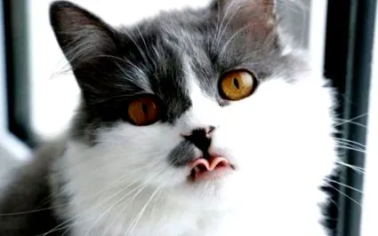 како