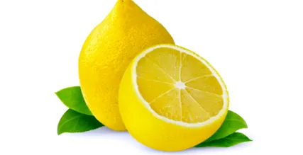 кучето кучето