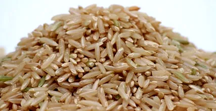 лошия кучето