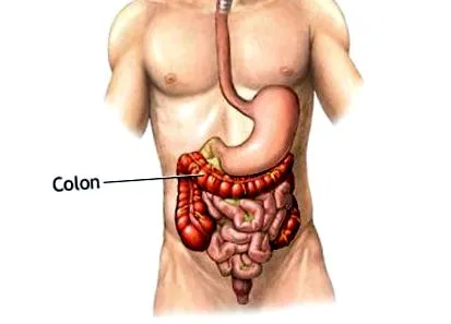 colon