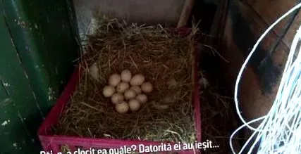 изведе штркови