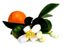 citrus citrus